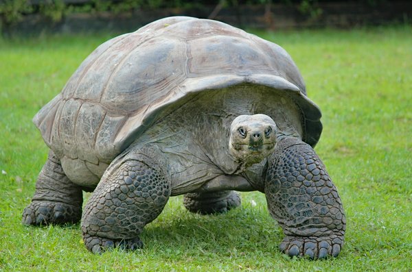 Which Indoor Plants Are Safe and Beneficial for a Pet Tortoise's Enclosure?
